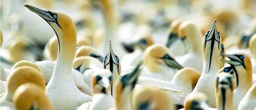 Gannet Bird Colony in South-Africa. Check you my image galleries - click